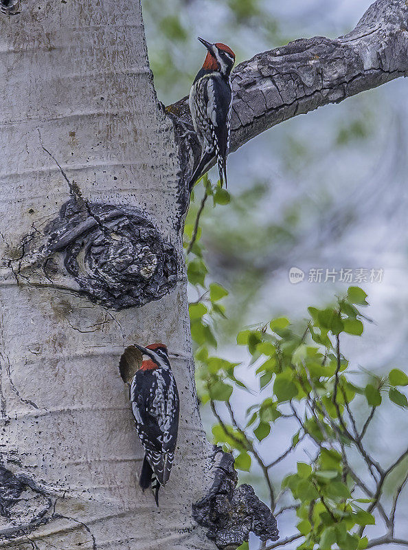 红枕sapsucker (Sphyrapicus nuchalis)是一种中等大小的北美啄木鸟，生活在怀俄明州的黄石国家公园。巢。